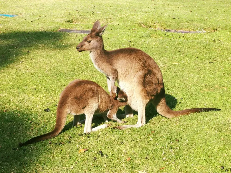 Kangaroo and joey seen on an outing